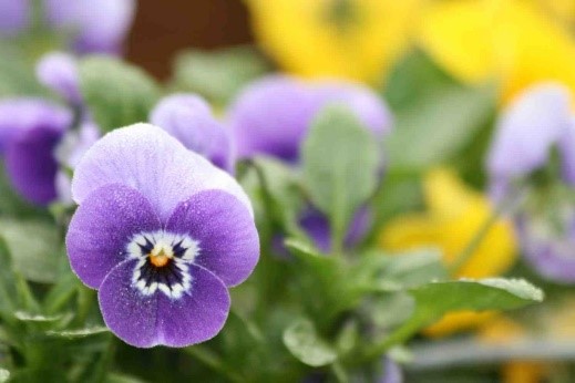 eetbare planten