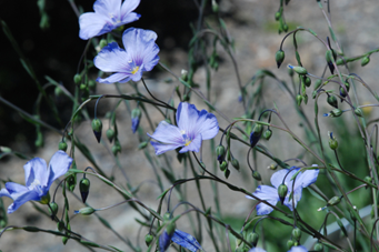 vezelplanten